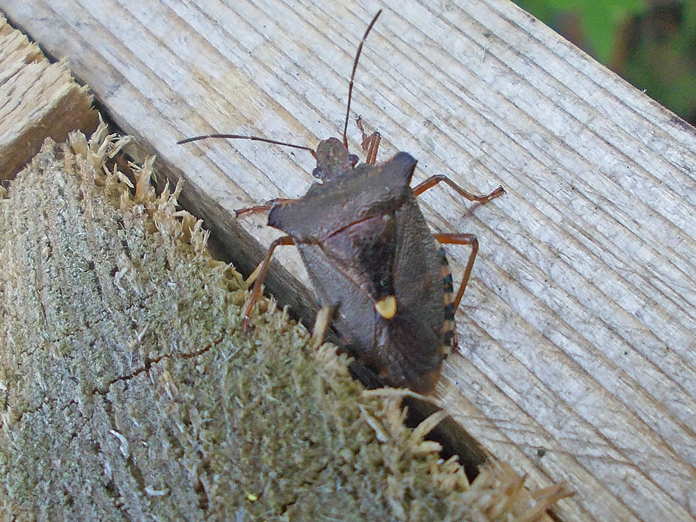 Photo of Forest Bug
