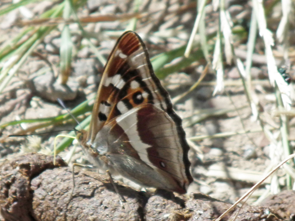 Photo of Purple Emperor